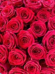 red roses background