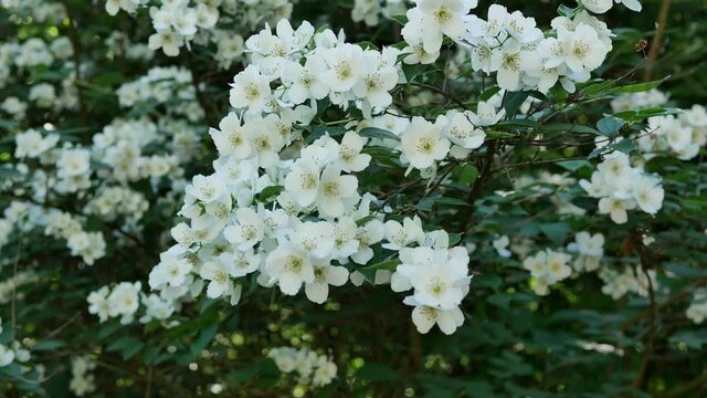 White flowers of Philadelphus. Philadelphus is ornamental flowering shrubs in the garden