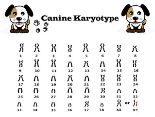 Chromosome number in dog. canine karyotype diagram. 