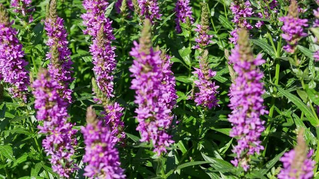 Purple flowers of Lythrum salicaria on a natural background