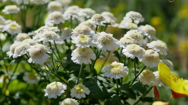 White and yellow flowers of Feverfew Pyrethrum or Tanacetum Corymbosum or Chrysanthemum Parthenium close-up with green grass background