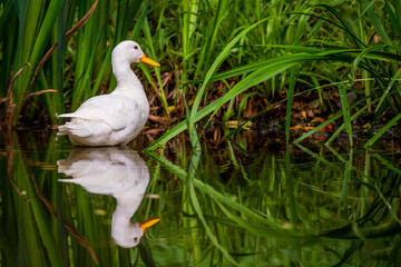 a white swimming duck on the lake