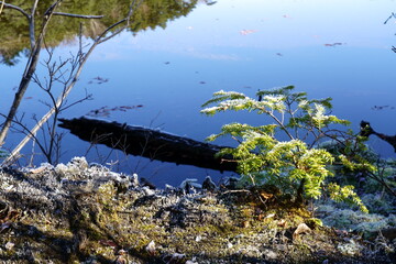 晩秋の霜の降りた池の畔　-日本、長野県、白駒池