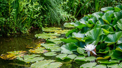 One white lotus flower and raindrops on leaves in summer. Nymphaea alba. European white water lily. White water rose. White nenuphar.