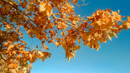 yellow maple foliage on a blue sky background