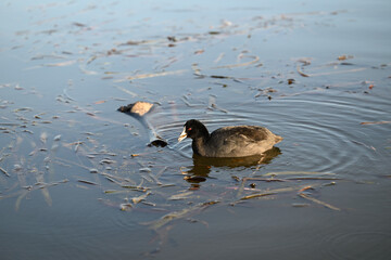 A Eurasian coot, also known as a common coot, eating a reed while swimming in a lake late in the afternoon