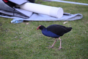 An Australasian swamphen, or pukeko, on a shady lawn with boating gear and a water bottle in the background