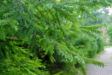 green prickly branches of a fur-tree or pine