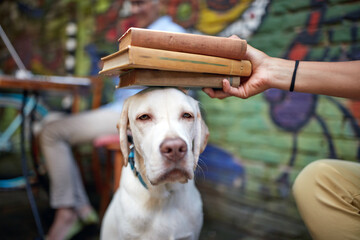 funny portrait of labrador retriever looking bored and unsatisfied while his human making fun with books putting on his head.