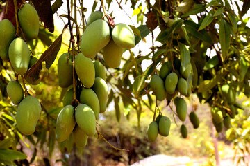 Fresh green organic bunch of mangoes hanging on a mango tree. view of mango orchard.