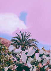 Canary Islands plants aesthetic. Cactus, Palm and pink sky. Stylish travel and nature wallpaper