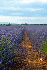 Obraz premium Lavender fields at sunset in Brihuega, Guadalajara, Spain