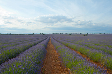Obraz premium Lavender fields at sunset in Brihuega, Guadalajara, Spain