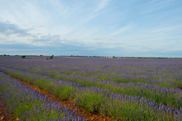 Lavender fields at sunset in Brihuega, Guadalajara, Spain