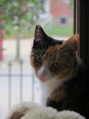 Chat