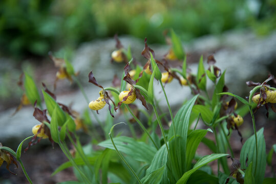Orchids grow in the open ground. Flowering plants in a flower bed