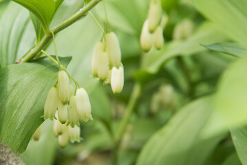 Fototapeta premium Polygonatum hirtum, flowering plant. A plant with white hanging flowers. background, texture