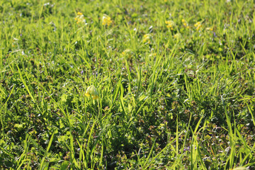 green grass background