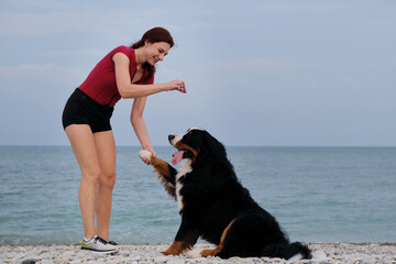 Active friendly family dog breed Bernese Mountain Dog is on vacation on beach. Caucasian red haired...