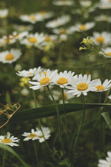 daisies in the garden