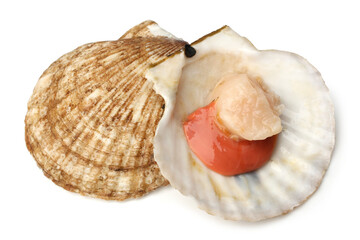 Raw scallops