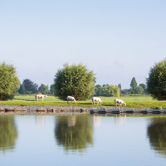 Fototapeta premium sheep graze on embankment of amstel river not far from amsterdam on sunny summer morning
