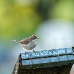 Common whitethroat posing