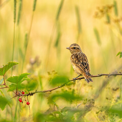Young whinchat posing on a branch