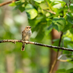 Spotted flycatcher posing on a tree branch