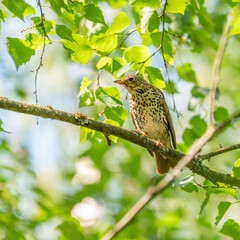 song thrush posing on a branch