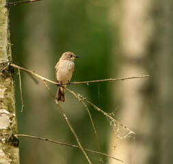 Spotted flycatcher posing on a tree branch