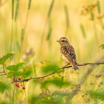 Young whinchat posing on a branch