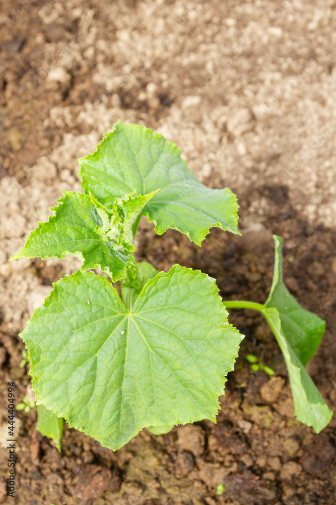 Wall mural Cucumber seedlings grow in the garden in the summer in the greenhouse