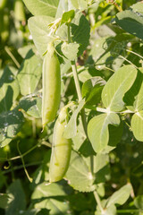 Green pea pods grow in the summer in the garden