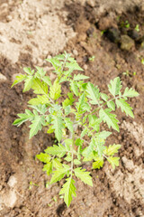 Tomato seedlings grow in the garden in the summer in a greenhouse - 444404992