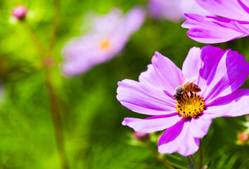Obraz premium Close-up cosmos flowers with the bee in the outdoor garden.