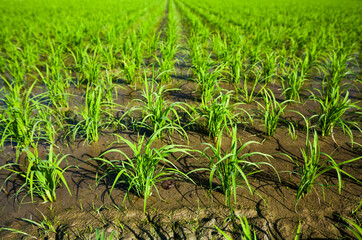 Rice seedlings growing on the farm of Taiwan.