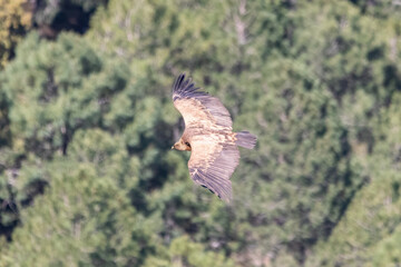 The griffon vulture - Gyps fulvus- flying in the Sierra de Cazorla, Jaen, Spain
