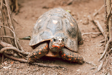 Obraz premium The red-footed tortoise close up in a zoo. Portrait of a turtle in natural surroundings