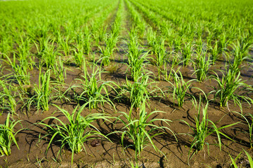 Rice seedlings growing on the farm of Taiwan.