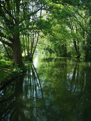 Fototapeta na wymiar The river Kennet, West Berkshire