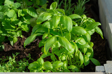 basil in a raised garden bed