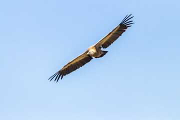 The griffon vulture - Gyps fulvus- flying in the Sierra de Cazorla, Jaen, Spain