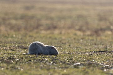 Albinos Nutria Coypus in close view 