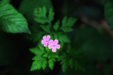 Blüten