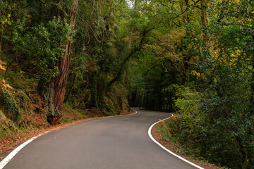 Fototapeta premium Curvy road in the forest