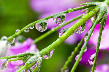 Close-up of the Bright purple flower with dewdrops.