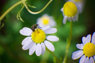 Das gro&szlig;e krabbeln