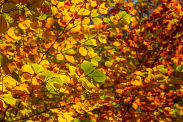 Beech tree autumnal foliage