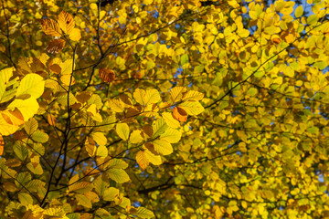 Beech tree autumnal foliage